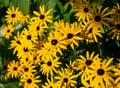 Beautiful yellow flowers. Rudbeckia, Echinacea Royalty Free Stock Photo