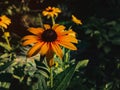 Beautiful yellow flowers Rudbeckia lat. Rudbeckia. Royalty Free Stock Photo