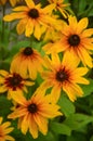 Beautiful yellow flowers of rudbeckia Royalty Free Stock Photo