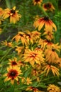 Beautiful yellow flowers of rudbeckia Royalty Free Stock Photo