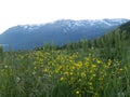 Beautiful yellow flowers seaside meadow Royalty Free Stock Photo