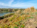 Beautiful yellow flowers seaside meadow Royalty Free Stock Photo