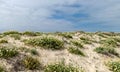 Beautiful yellow flowers seaside meadow Royalty Free Stock Photo