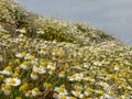 Beautiful yellow flowers seaside meadow Royalty Free Stock Photo