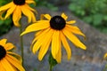 Beautiful yellow flowers - several rudbeckia fulgida, orange coneflowers or perennial coneflowers with a stone in the background