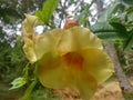 Beautiful Yellow Flowers in Sri Lanka.