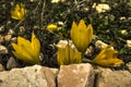 Beautiful yellow flowers blooming in open field