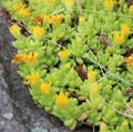 Beautiful succulents on a rock