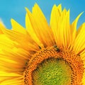 Beautiful yellow flowers - sunflower with bee. Traditional colorful summer background. Helianthus. Royalty Free Stock Photo