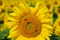 Beautiful yellow flowers - sunflower with bee. Traditional colorful summer background. Helianthus.