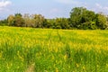 Beautiful yellow flowers Sunhemp Crotalaria field in shunshine day, Thailand