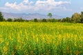 Beautiful yellow flowers Sunhemp Crotalaria field in shunshine day, Thailand