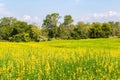 Beautiful yellow flowers Sunhemp Crotalaria field in shunshine day, Thailand