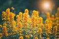 Beautiful yellow flowers in the sunlight, retro and vintage style. Summer warm sunset. Bright art image. Flower loosestrife.