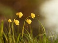 Beautiful yellow flowers in the sunset light. Nature background Royalty Free Stock Photo