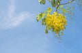 Beautiful yellow flowers tree Royalty Free Stock Photo