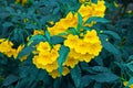 Beautiful Yellow Flowers with Viridian Blue Leaves