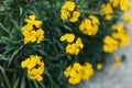 Beautiful yellow flowers of Wallflower (Erysimum cheiri) in a spring garden