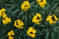 Beautiful yellow flowers of Wallflower (Erysimum cheiri) in a spring garden