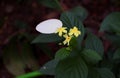 Beautiful yellow flowers and white leaf