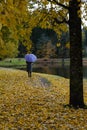 Beautiful yellow foliage in fall. A Woman with violet umbrella and scarf slowly walking Away into the autumn park