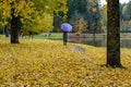 Beautiful yellow foliage in fall. A Woman with violet umbrella and scarf slowly walking Away into the autumn park