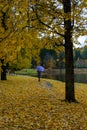 Beautiful yellow foliage in fall. A Woman with violet umbrella and scarf slowly walking Away into the autumn park