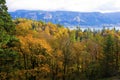 Beautiful yellow forest autumn in Columbia River Gorge Recreation Area Royalty Free Stock Photo