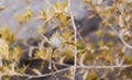 Beautiful Yellow Fork Desert Flower Royalty Free Stock Photo