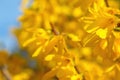 Beautiful yellow forsythia blooms in the garden in spring, the trending color of 2021