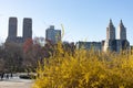 Yellow Forsythia Flowers at Central Park during Spring and the Upper West Side Skyline in New York City Royalty Free Stock Photo