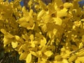 Beautiful Yellow Forsythia Flowers in Spring