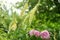 Beautiful yellow foxglove flowers blossoming in the garden on sunny summer day. Digitalis purpurea blooming on flower bed Royalty Free Stock Photo