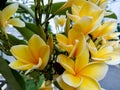 Beautiful yellow frangipani flower with single object