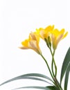 Beautiful yellow freesia isolated on white