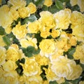 Beautiful yellow Friesia roses shot from above