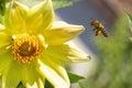 beautiful yellow garden dahlia flower and bee in the sunshine Royalty Free Stock Photo