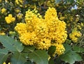 Yellow flowers in garden, machonia fremonti