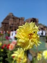 BEAUTIFUL YELLOW GARDEN MUMS FLOWER Royalty Free Stock Photo