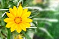 A Beautiful Yellow Gazania Flower in Blurred Green Background Royalty Free Stock Photo