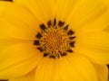 Beautiful Yellow Gazania Flower Detail Royalty Free Stock Photo