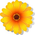 Beautiful yellow Gerber Daisy Royalty Free Stock Photo