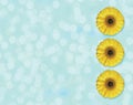 Beautiful yellow Gerber flower blossom in circle isolated on light blue background Royalty Free Stock Photo