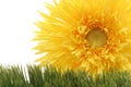 Beautiful yellow gerbera daisy flower on green grass isolated on white background Royalty Free Stock Photo