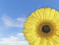 Beautiful yellow Gerbera flower blossom on blue sky background Royalty Free Stock Photo