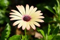 close up beautiful yellow gerbera flower in the garden Royalty Free Stock Photo