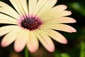 beautiful yellow gerbera flower with water drop in the garden Royalty Free Stock Photo