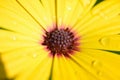 close up beautiful yellow gerbera flower in the garden Royalty Free Stock Photo