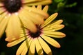 beautiful yellow gerbera flower in the garden Royalty Free Stock Photo