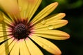 beautiful yellow gerbera flower in the garden Royalty Free Stock Photo